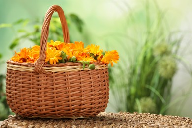 Photo of Beautiful fresh calendula flowers in wicker basket on table against blurred green background, space for text