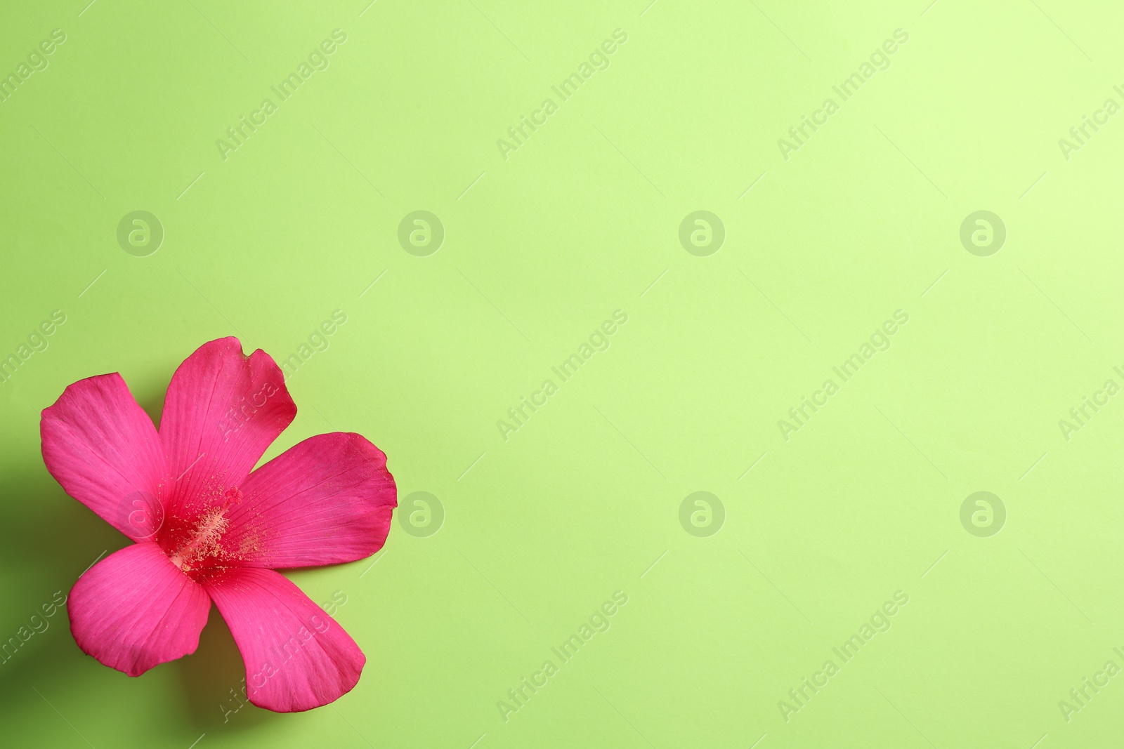 Photo of Beautiful tropical Hibiscus flower on color background with space for design, top view