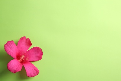 Photo of Beautiful tropical Hibiscus flower on color background with space for design, top view