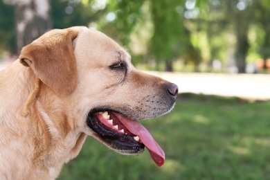 Photo of Adorable dog outdoors on sunny day. Pet care