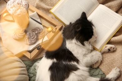 Adorable cat lying near tray with cookies, drink and open book on blanket, view from above