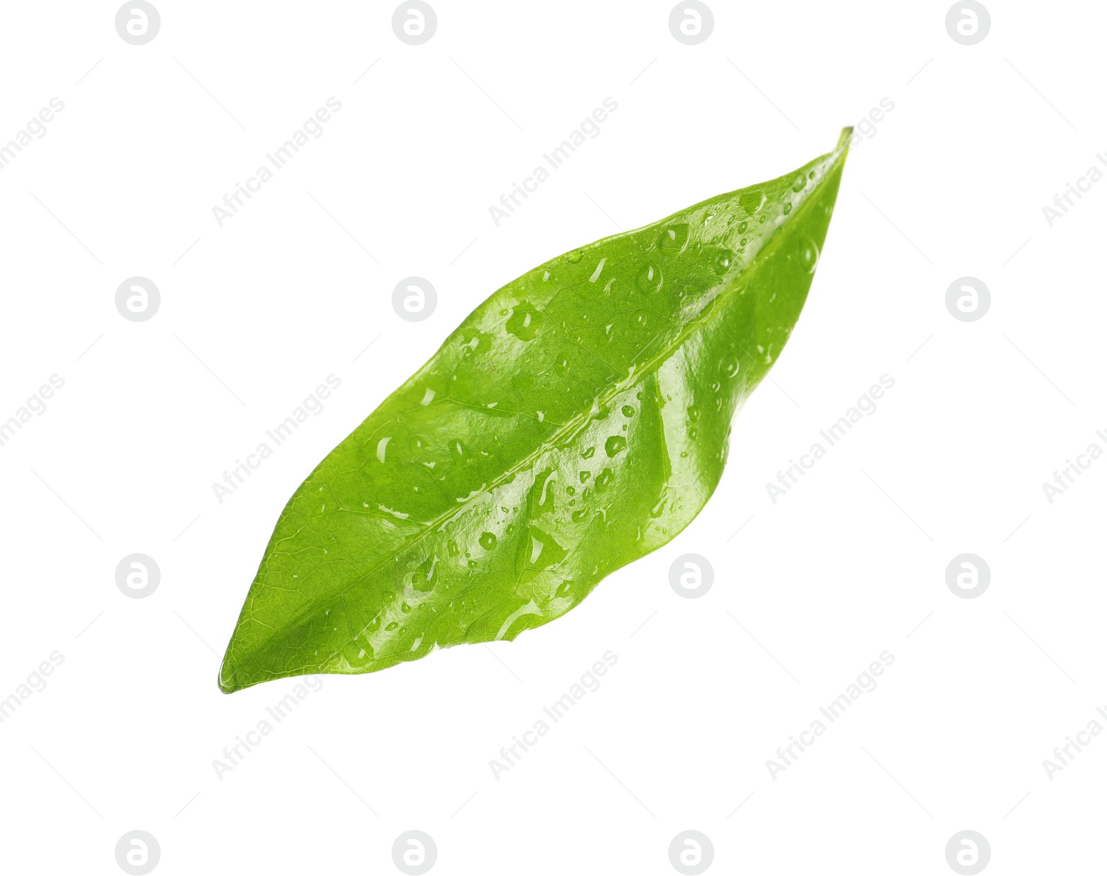 Photo of Fresh green coffee leaf with water drops isolated on white