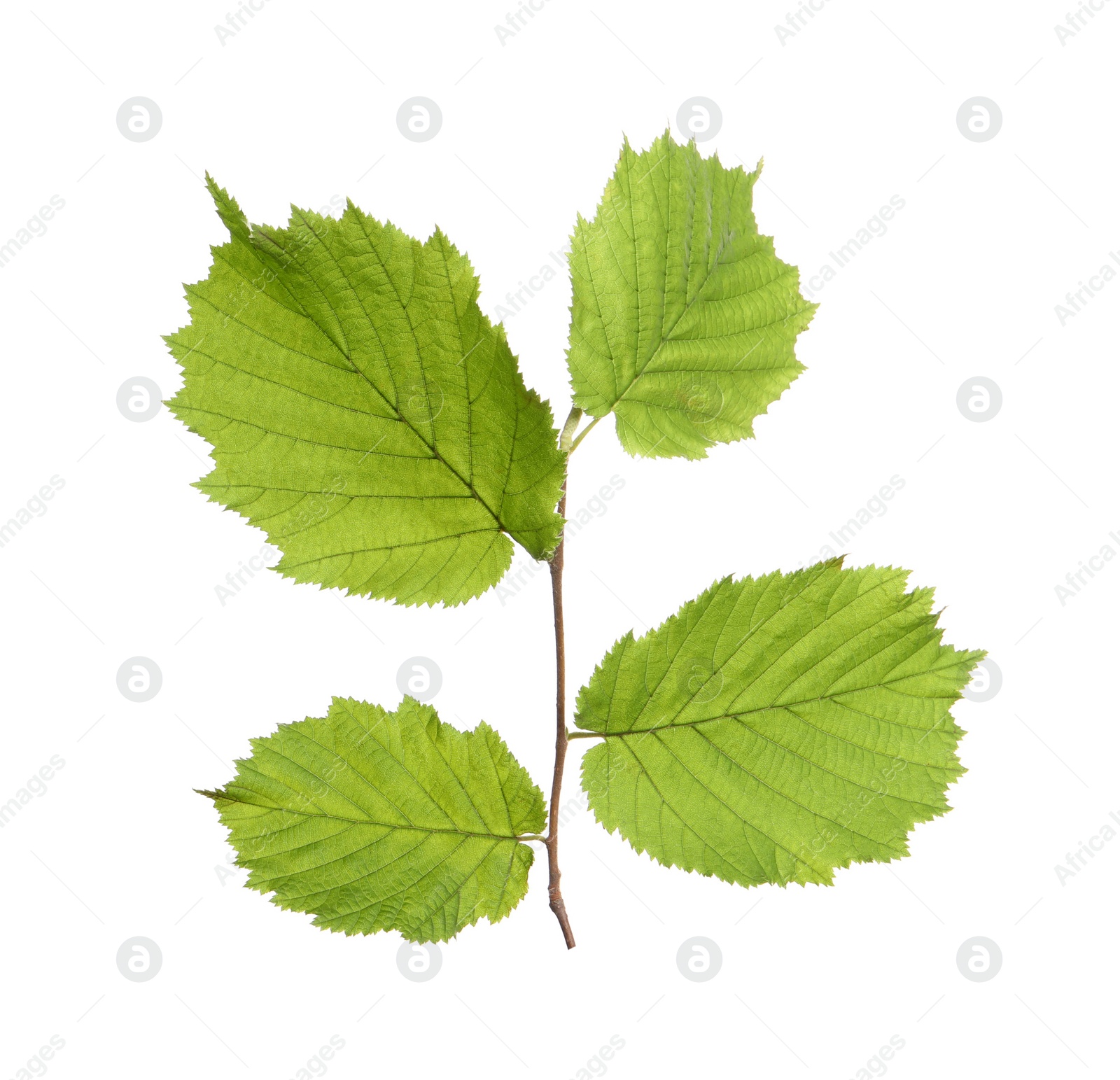 Photo of Hazel twig with green leaves on white background