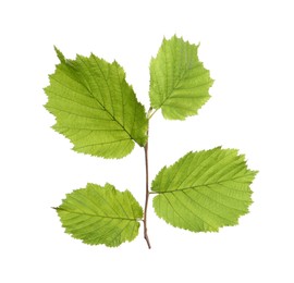 Photo of Hazel twig with green leaves on white background