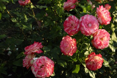 Beautiful blooming pink roses on bush outdoors