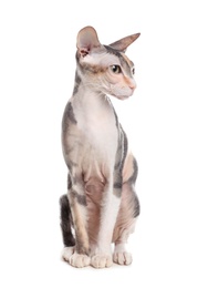 Adorable Sphynx cat on white background. Cute friendly pet
