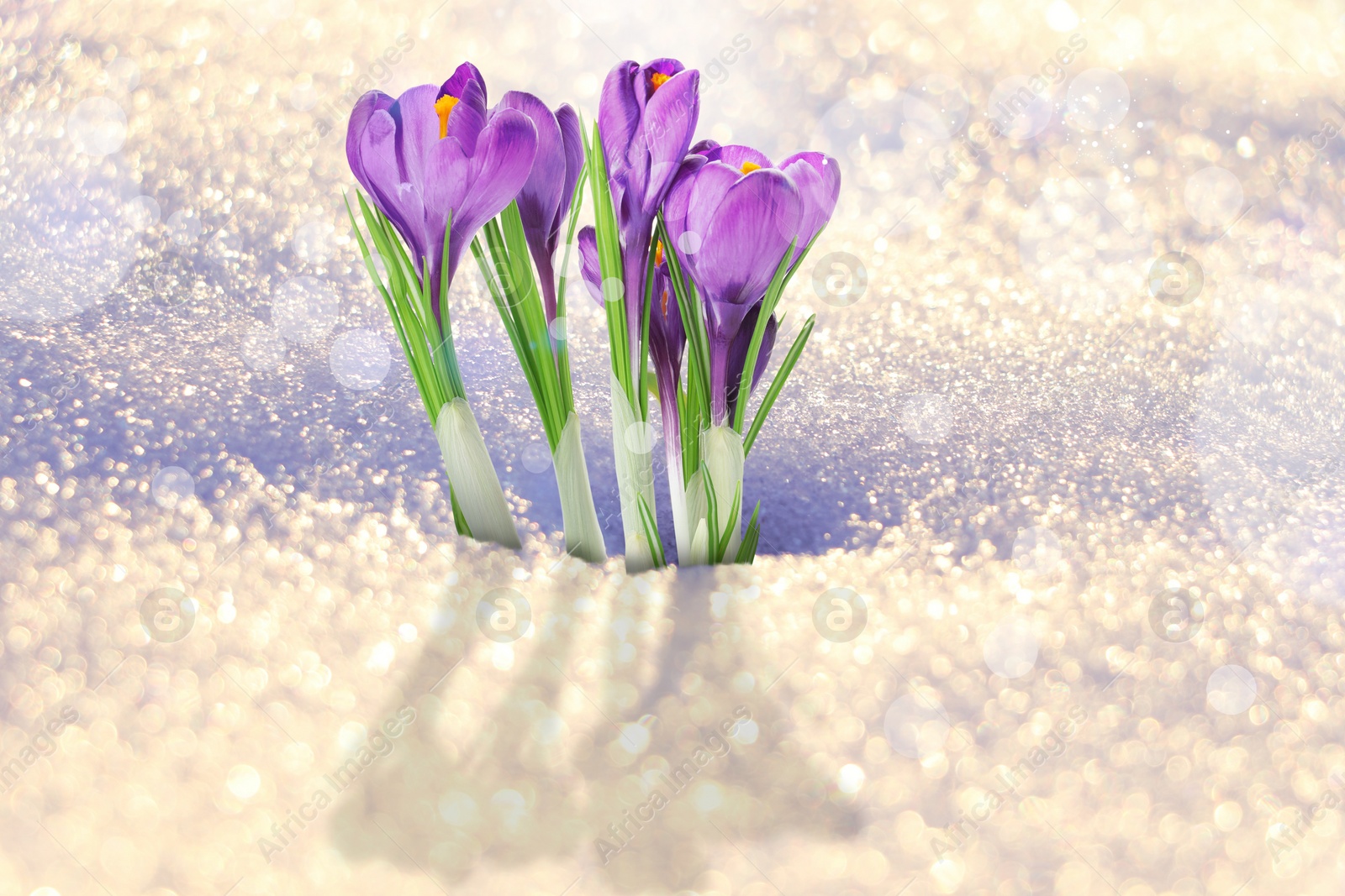 Image of Beautiful spring crocus flowers growing through snow outdoors on sunny day 