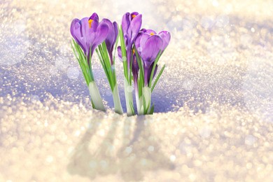 Image of Beautiful spring crocus flowers growing through snow outdoors on sunny day 