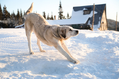 Photo of Cute dog outdoors on snowy winter day. Funny pet