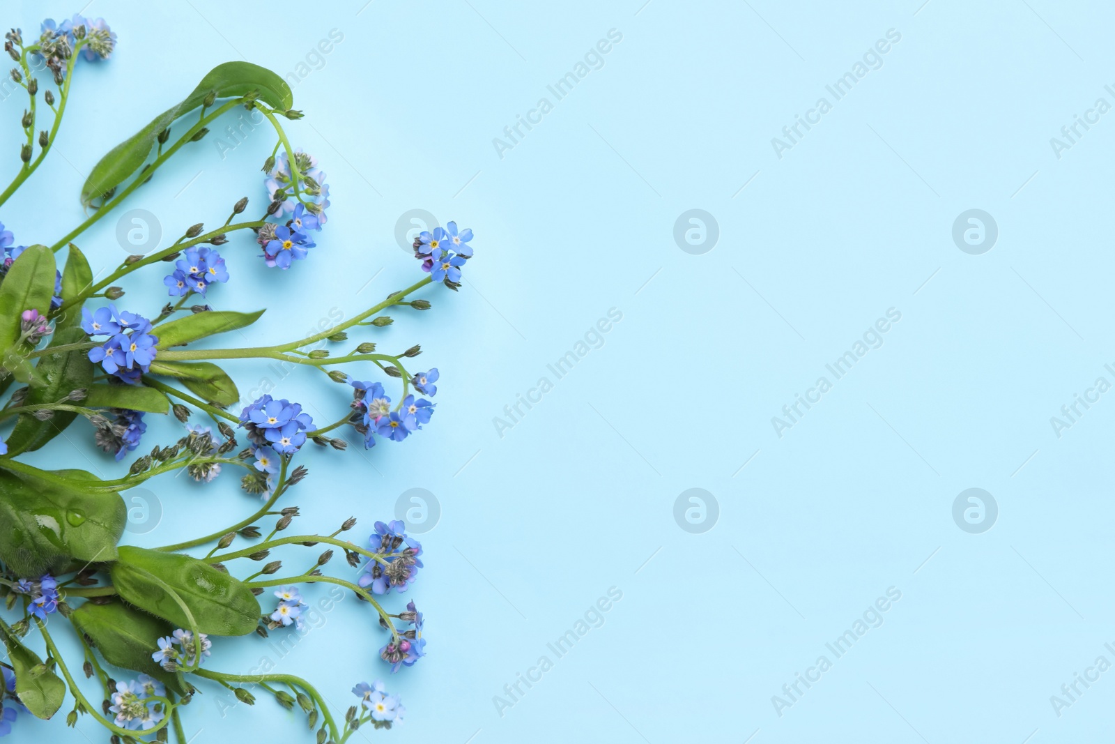 Photo of Beautiful blue forget-me-not flowers on turquoise background, flat lay. Space for text