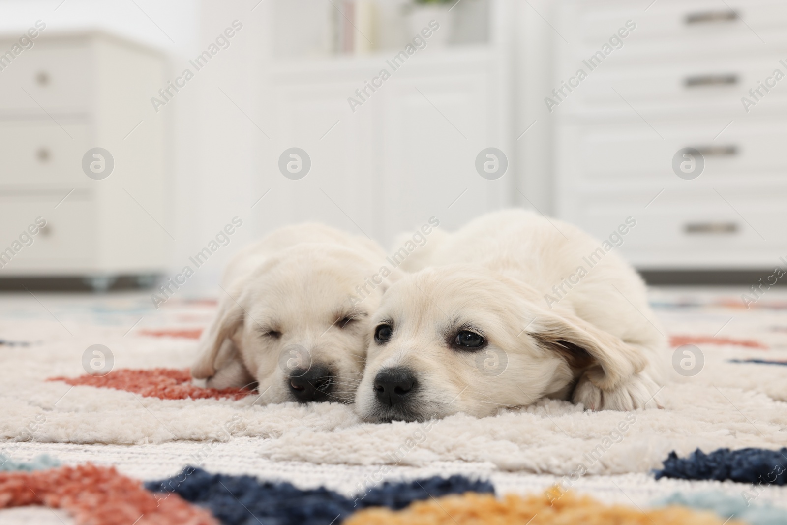 Photo of Cute little puppies lying on carpet at home