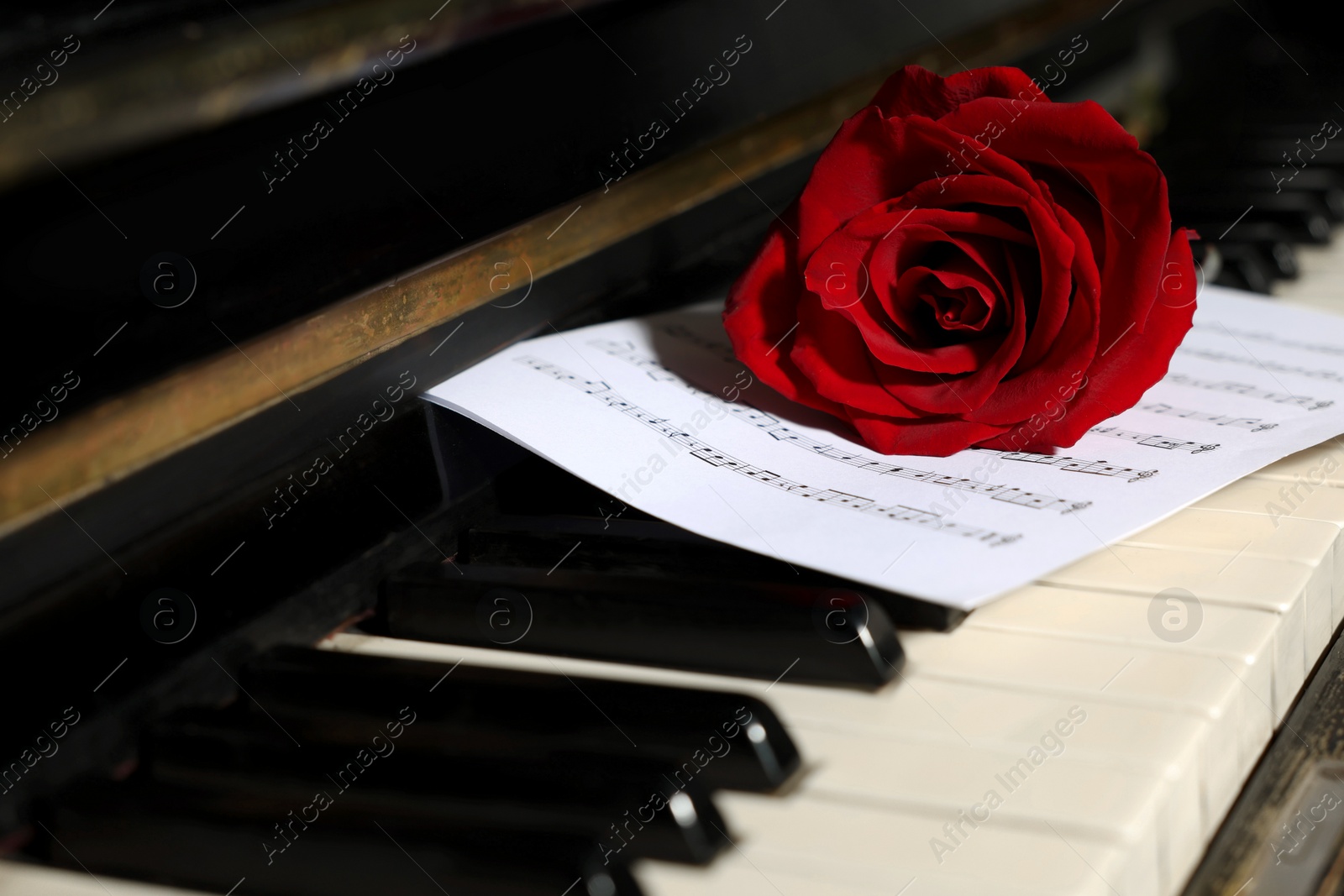 Photo of Beautiful red rose and musical notes on piano keys, closeup