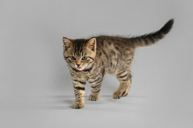 Photo of Cute tabby kitten on light grey background. Baby animal