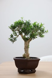 Photo of Beautiful bonsai tree in pot on wooden table