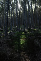 Photo of Picturesque view of beautiful coniferous forest on hill