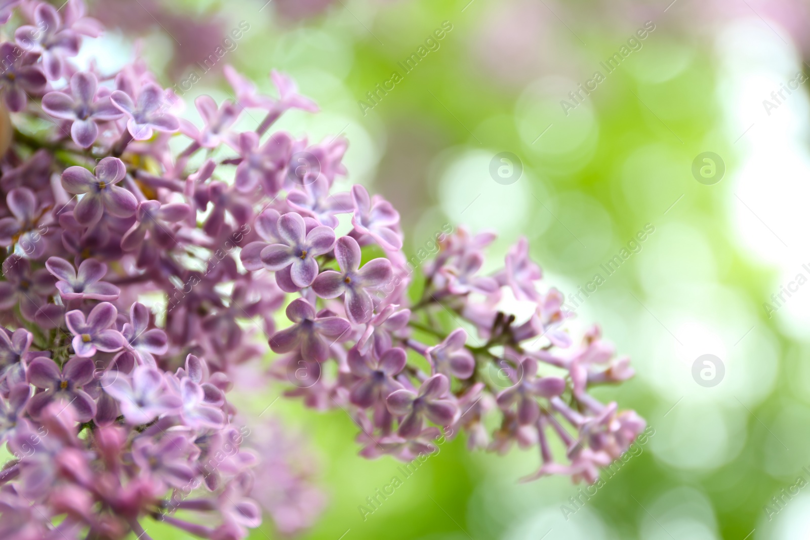 Photo of Closeup view of beautiful blossoming lilac bush outdoors