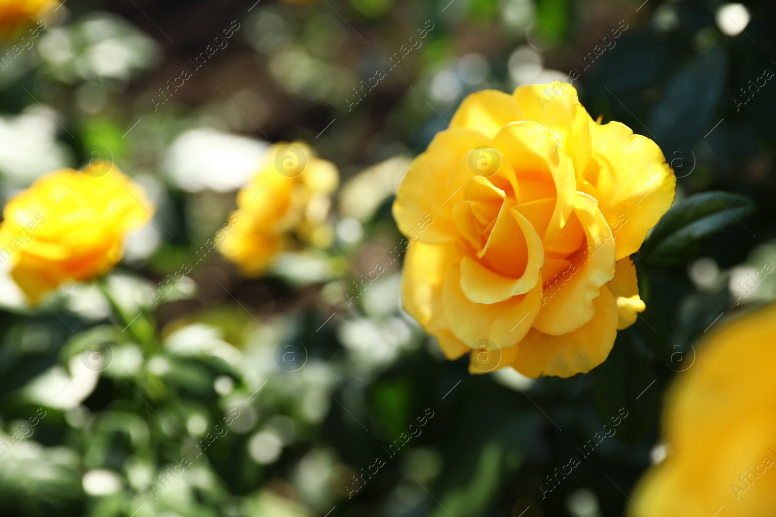 Photo of Beautiful rose in blooming garden on sunny day