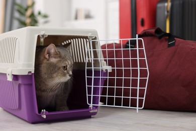 Travel with pet. Cute cat in carrier and bag at home