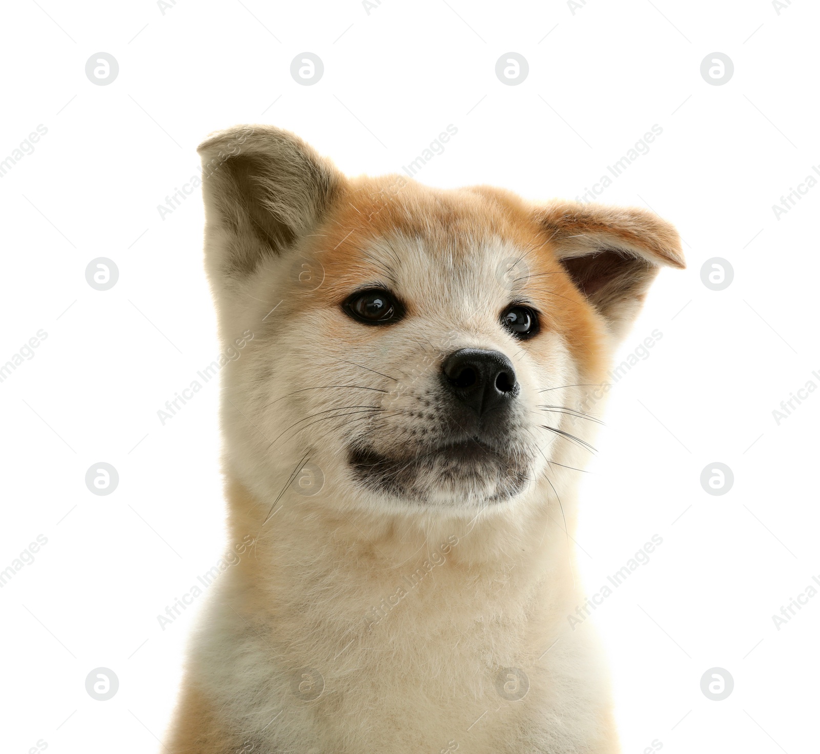 Photo of Cute akita inu puppy isolated on white