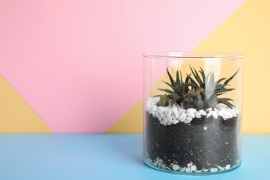 Glass florarium with different succulents on color background, space for text