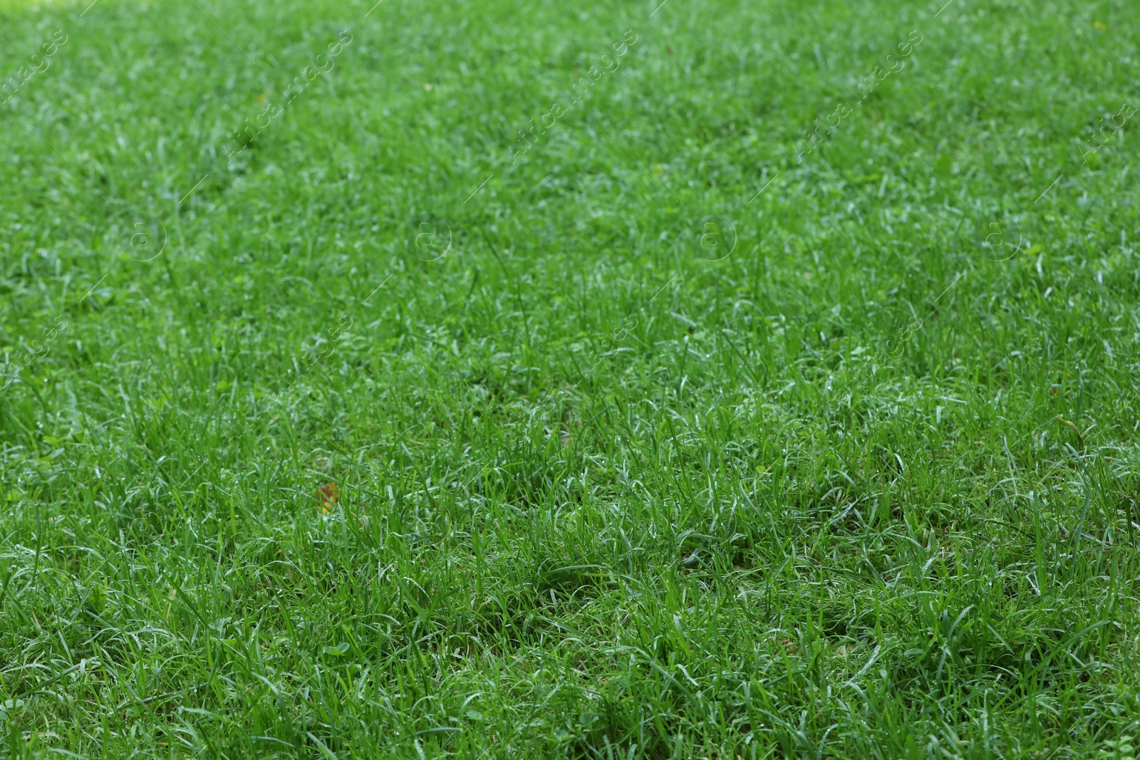 Photo of Fresh green grass growing outdoors in summer