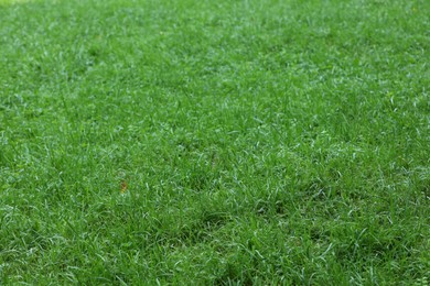 Fresh green grass growing outdoors in summer