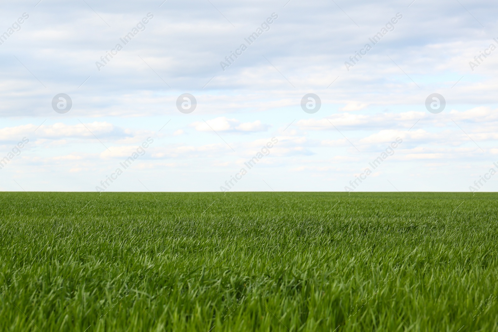 Photo of Picturesque view of green agricultural field on cloudy day