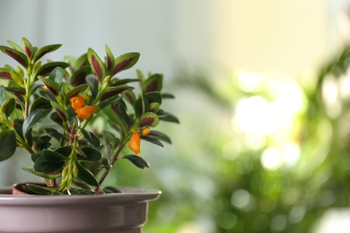 Photo of Beautiful potted Goldfish plant on blurred background, closeup. Space for text