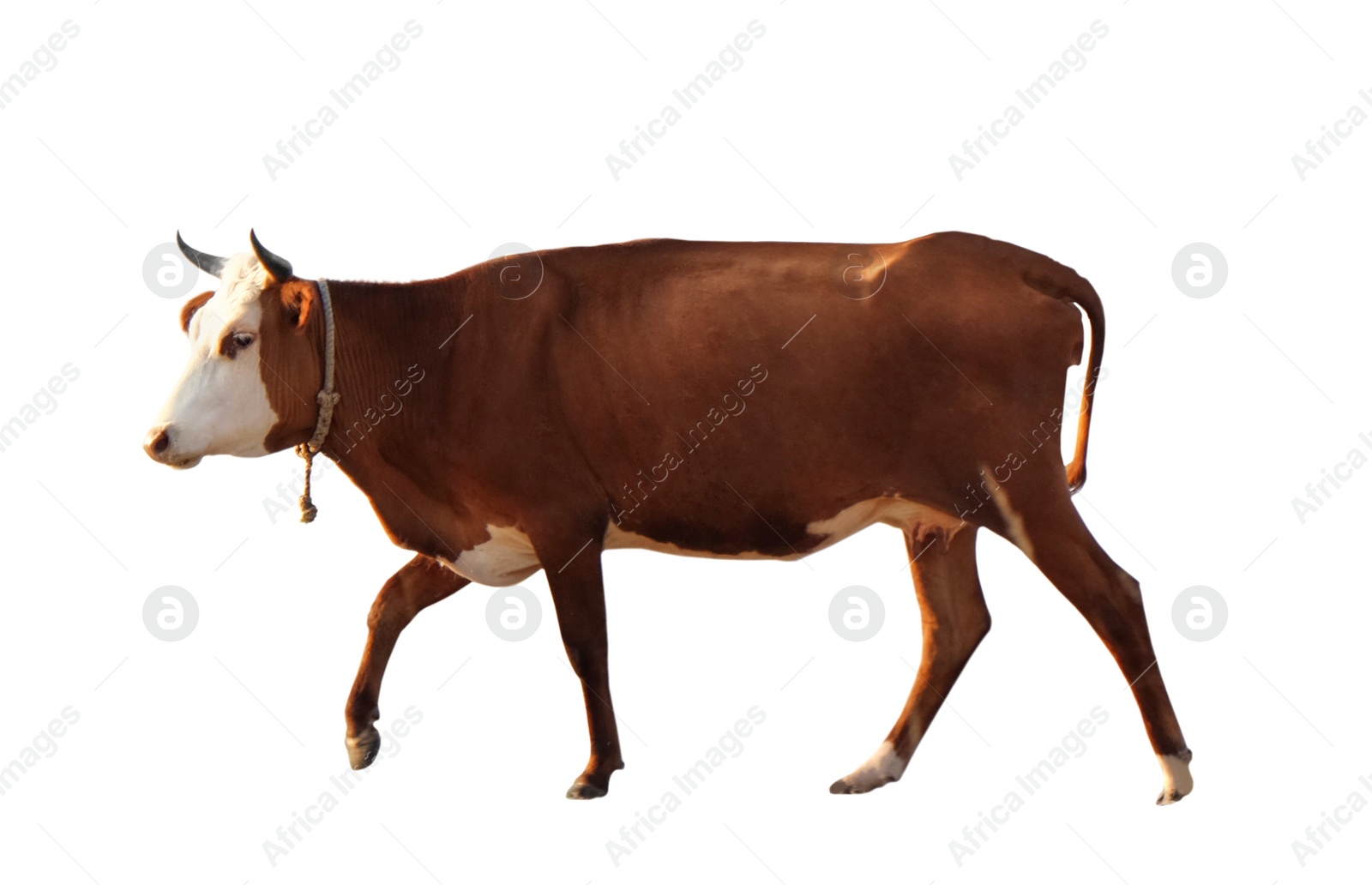 Image of Beautiful brown cow on white background. Animal husbandry