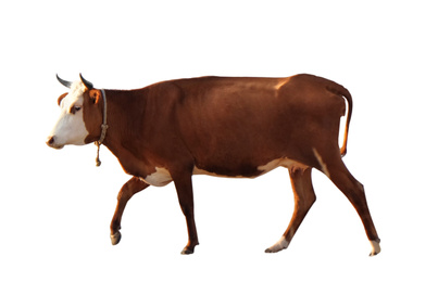 Beautiful brown cow on white background. Animal husbandry