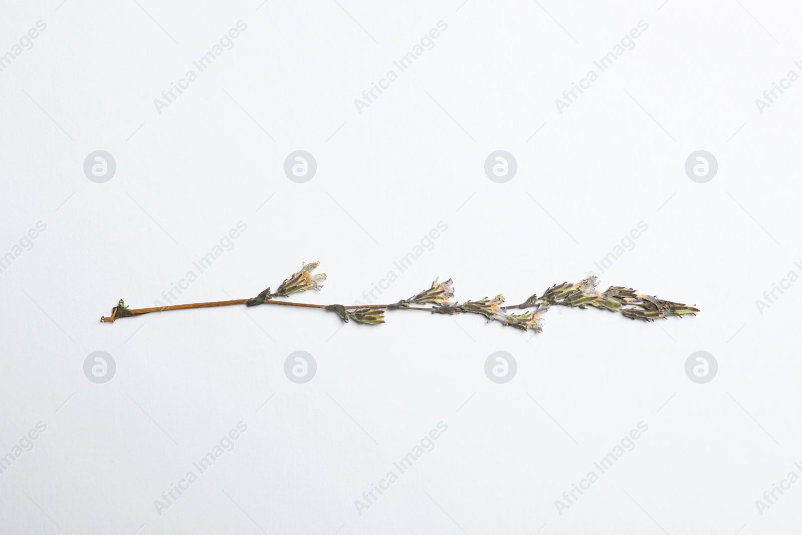 Photo of Wild dried meadow flower on white background, top view