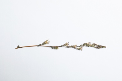 Wild dried meadow flower on white background, top view
