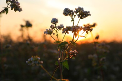 Photo of Many beautiful buckwheat flowers growing in field at sunset, closeup