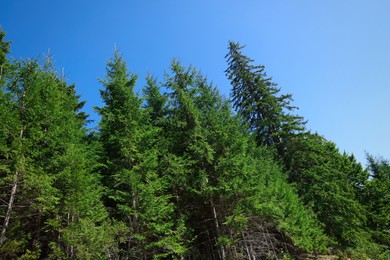 Photo of Beautiful coniferous trees in forest against blue sky, low angle view