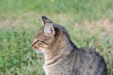 Photo of Lonely stray cat on green grass outdoors, closeup. Homeless pet