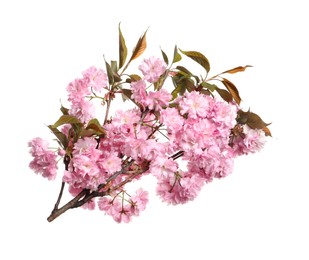 Photo of Beautiful sakura tree branch with pink flowers isolated on white