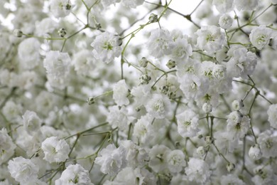 Photo of Beautiful gypsophila flowers as background, closeup view