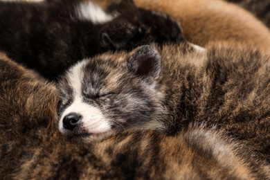 Photo of Sleeping Akita inu puppies, closeup. Cute dogs