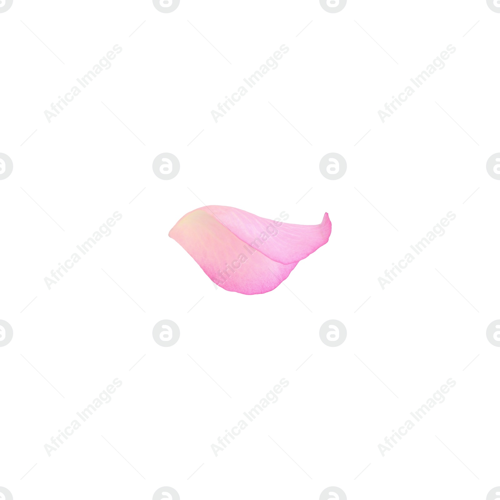 Photo of Tender pink rose petal isolated on white