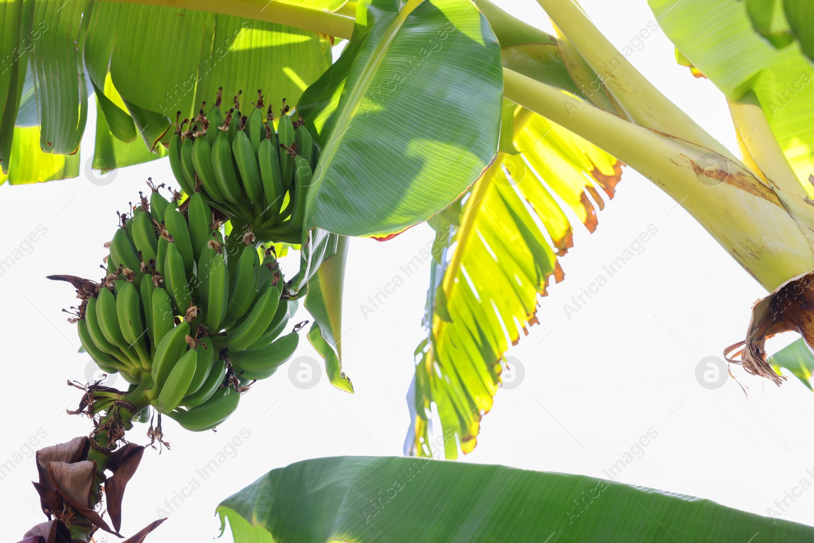 Photo of Tropical plant with green leaves and ripening bananas outdoors