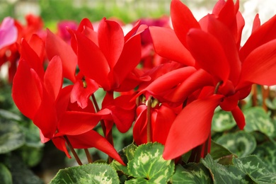 Many fresh blooming flowers, closeup. Home gardening