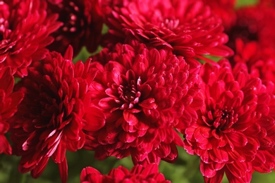 Beautiful chrysanthemum flowers as background, closeup view