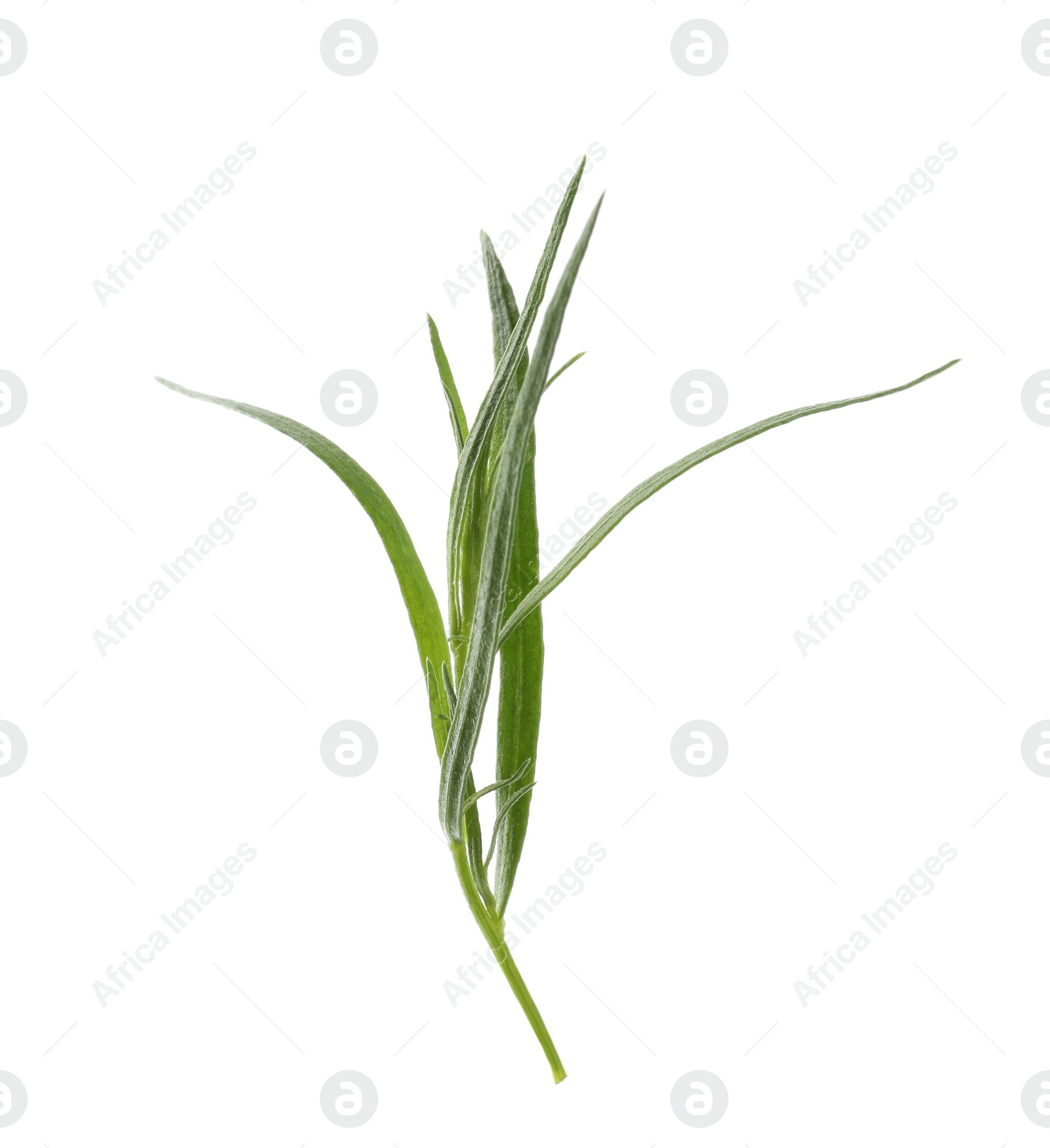 Photo of One sprig of fresh tarragon on white background