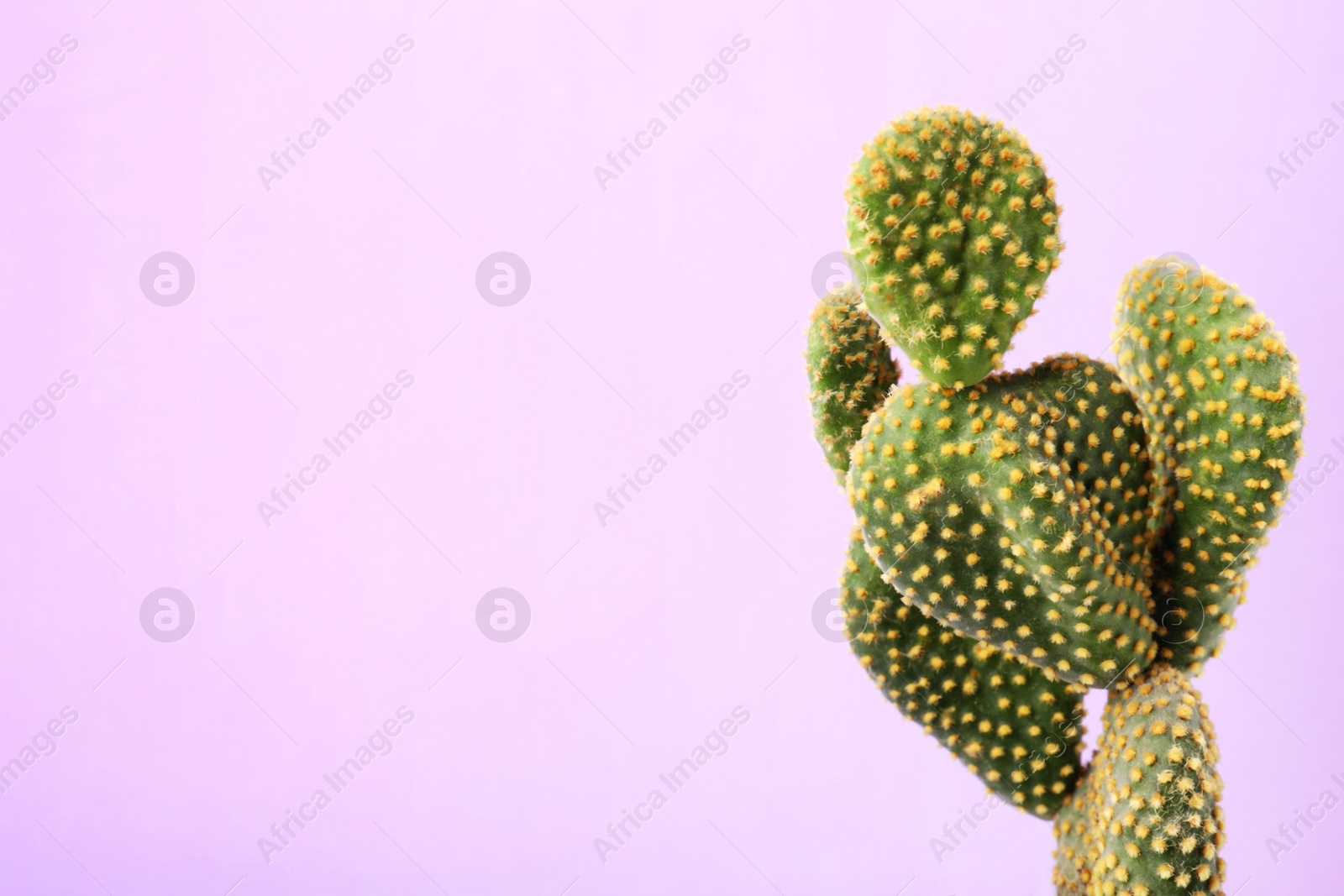 Photo of Beautiful green Opuntia cactus on violet background. Space for text