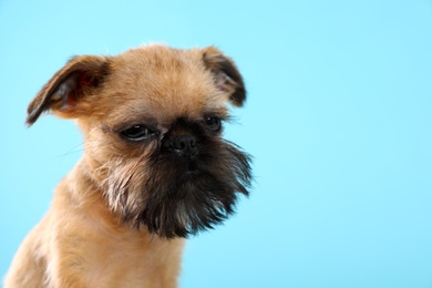 Photo of Studio portrait of funny Brussels Griffon dog on color background. Space for text