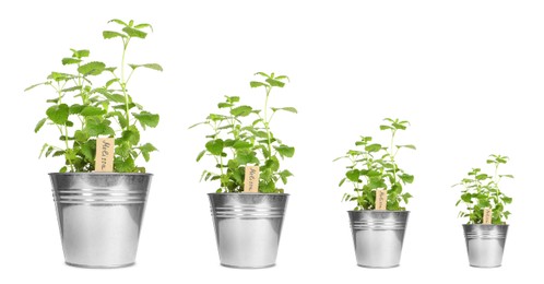 Image of Melissa growing in pots isolated on white, different sizes