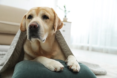 Photo of Yellow labrador retriever with pillow lying on floor indoors