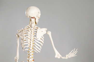 Photo of Artificial human skeleton model on grey background, back view. Space for text