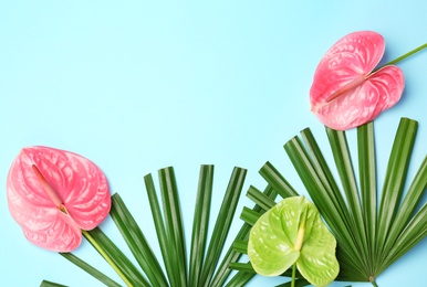 Creative composition with anthurium flowers and tropical leaves on blue background, flat lay