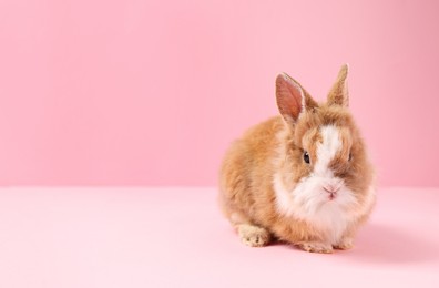 Photo of Cute little rabbit on pink background, space for text. Adorable pet